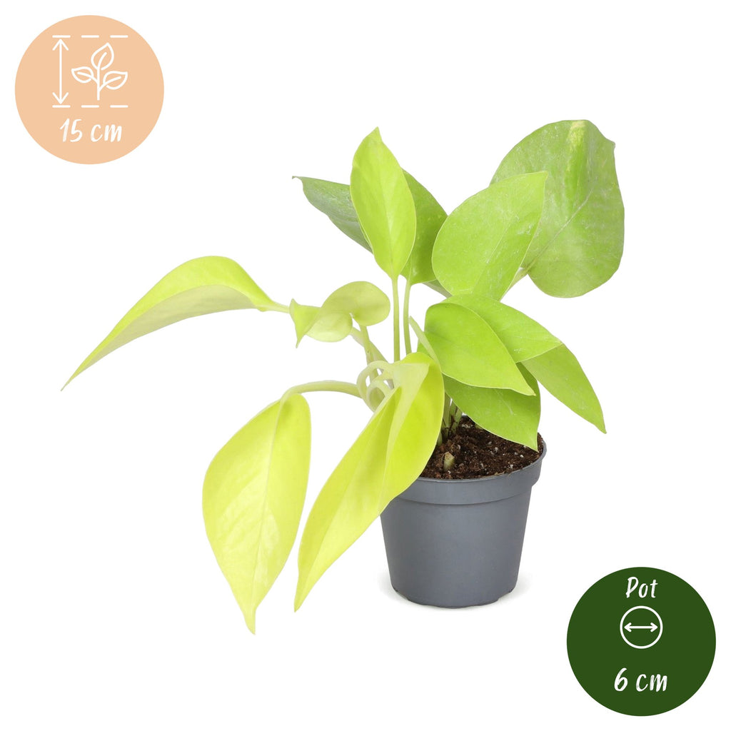 Philodendron Neon – Ø6 cm, 15 cm høj