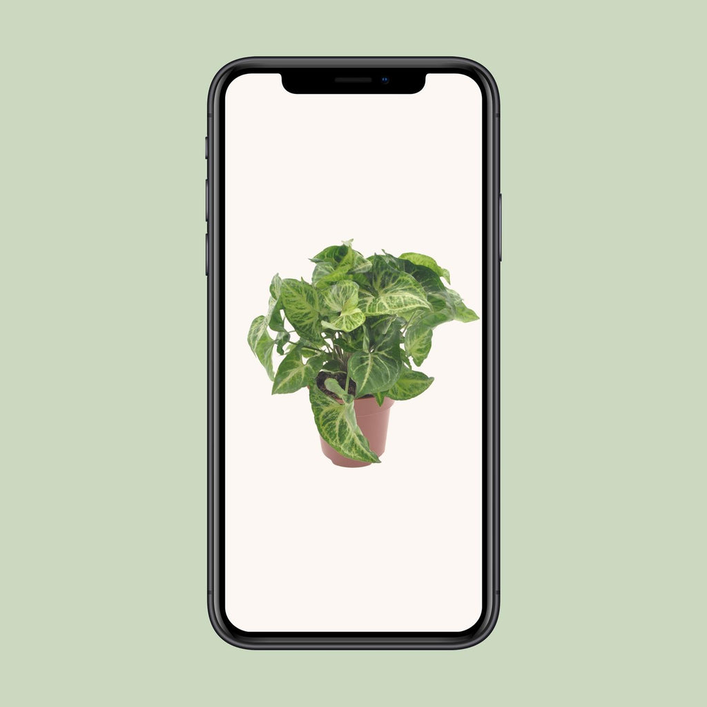 Syngonium Arrow – Ø12 cm, 25 cm hoog