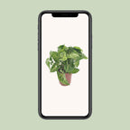 Syngonium Arrow – Ø12 cm, 25 cm hoog