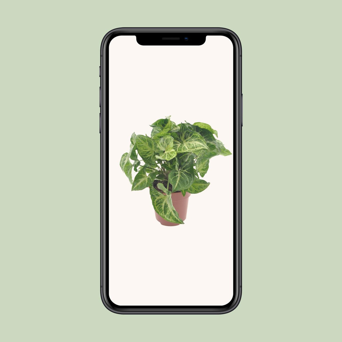 Syngonium Arrow – Ø 12 cm, 25 cm hoch