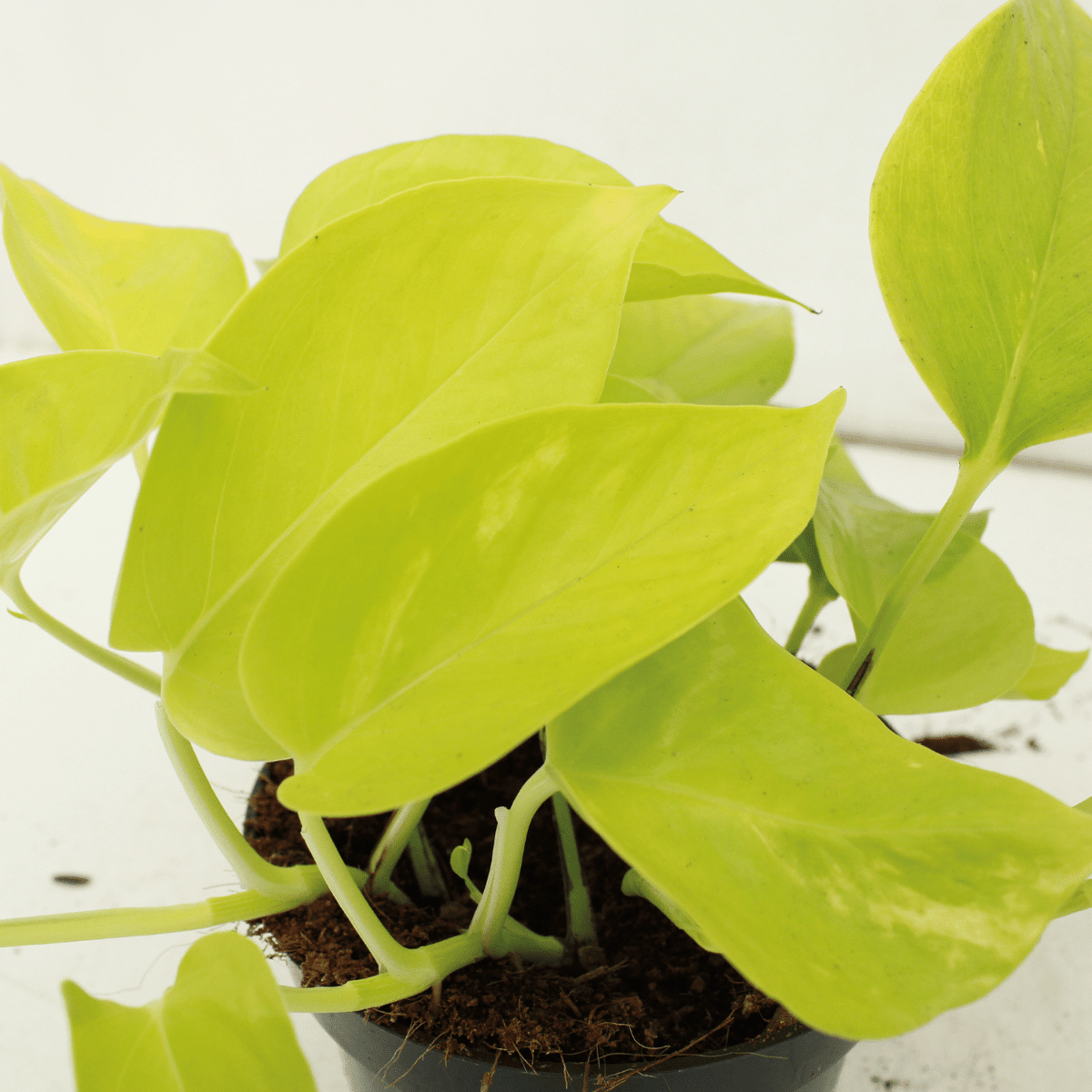 4× Scindapsus (Epipremnum) – Ø12 cm, 15 cm høj