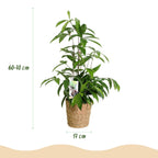 Dracaena surculosa (drakenboom) met mand – Ø17 cm, 60–70 cm hoog