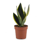 Sansevière Future Superb (langue de belle-mère) – Ø 12 cm, 35 cm de haut