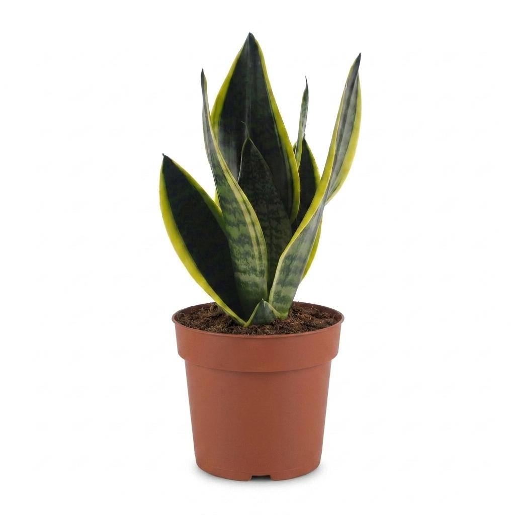 Sansevière Future Superb (langue de belle-mère) – Ø 12 cm, 35 cm de haut