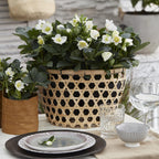 Helleborus 'Christmas Carol' (hellébore de Noël) – 2 plantes, Ø17 cm, 35 cm de haut