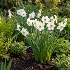 Narcisse 'Recurvus' – 30 bulbes (calibre 10/12)