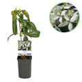 Clematis armandii (Waldrebe) – weiß – Ø11 cm, 40 cm hoch