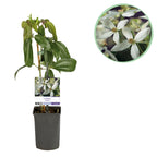 Clematis armandii (Waldrebe) – weiß – Ø11 cm, 40 cm hoch