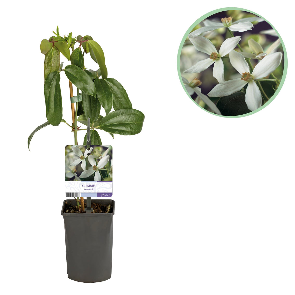 Clematis armandii (bosrank) – wit – Ø11 cm, 40 cm hoog