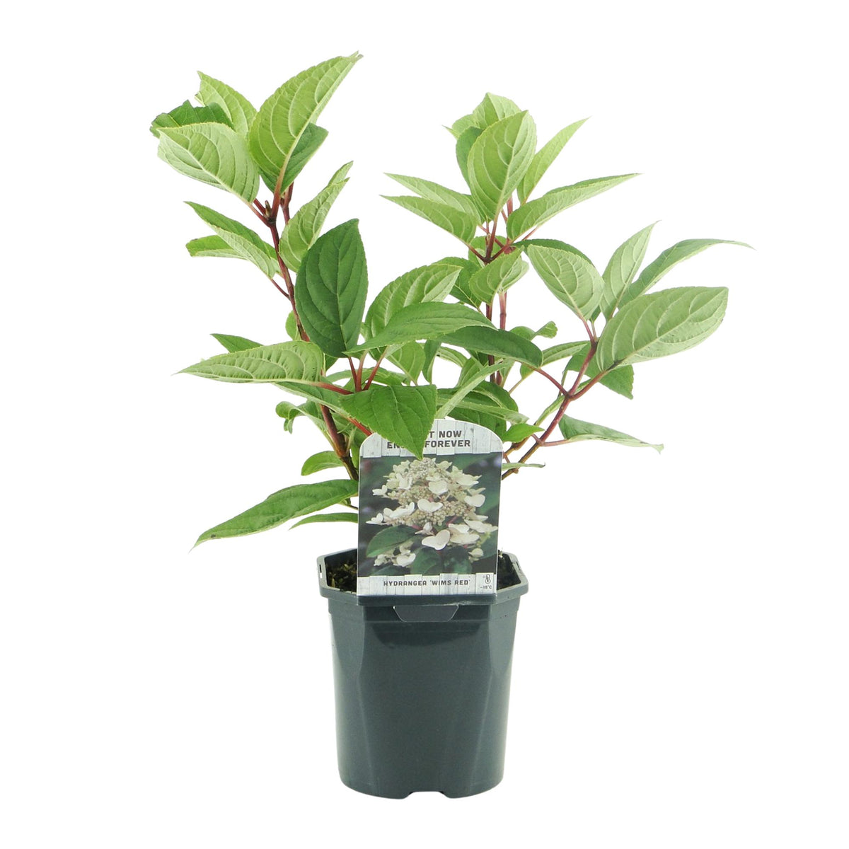 Hydrangea panniculata 'Wims Red' (hortensia) – wit-rood – 3 planten, Ø17 cm, 50 cm hoog