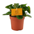Peperomia Obtipan – Ø11 cm, 15 cm høj