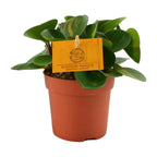Peperomia Obtipan – Ø11 cm, 15 cm høj