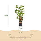 Ribes (Regenbogen) – 4 Pflanzen, Ø15 cm, 50 cm hoch