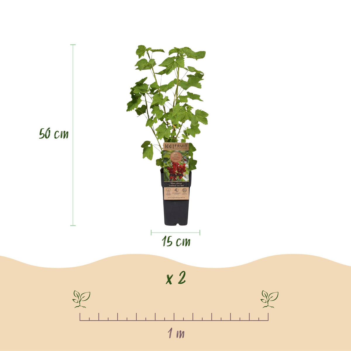 Ribes (Regenbogen) – 4 Pflanzen, Ø15 cm, 50 cm hoch – Bild 3
