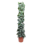 Scindapsus pictus Trebie mesh support – Ø27 cm, 160 cm high