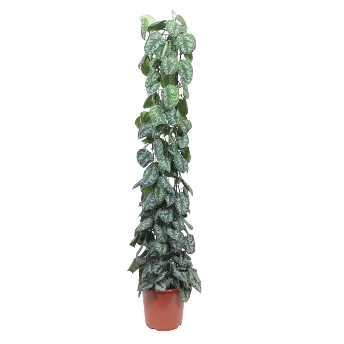 Scindapsus pictus Trebie Gitterregal – Ø 27 cm, 160 cm hoch