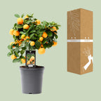 Citrus 'Calamondin' (mini citrus tree) – Ø15 cm, 40 cm high