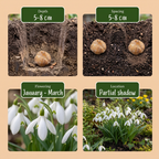 Grote sneeuwklokje (Galanthus elwesii) – 50 bloembollen (bolmaat 5/6)