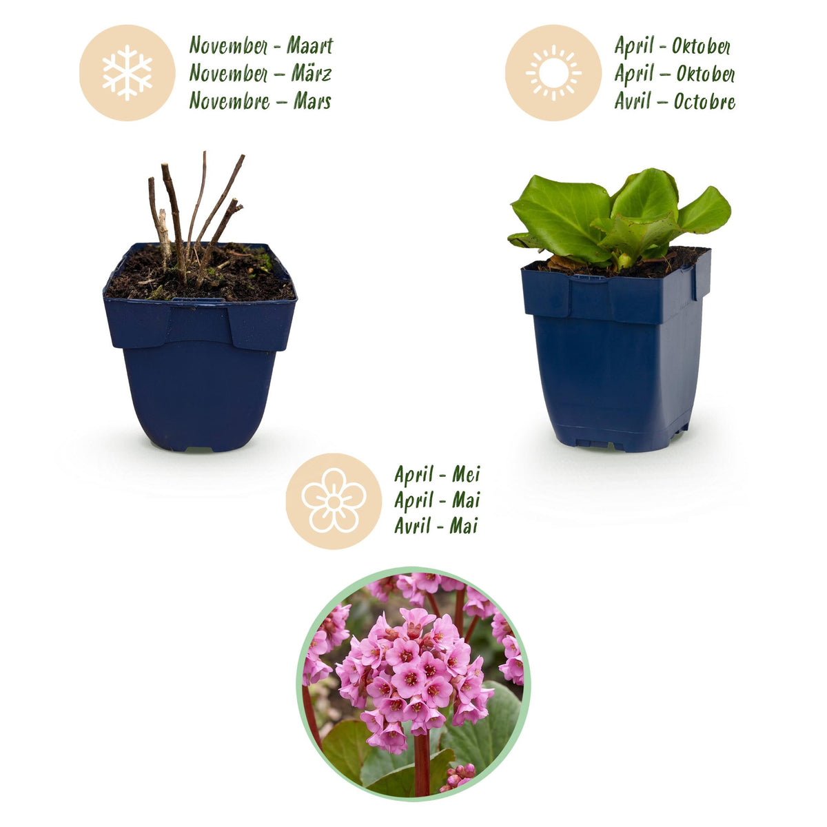 Bergenia cordifolia (schoenlappersplant) – roze – Ø11 cm, 15–25 cm hoog