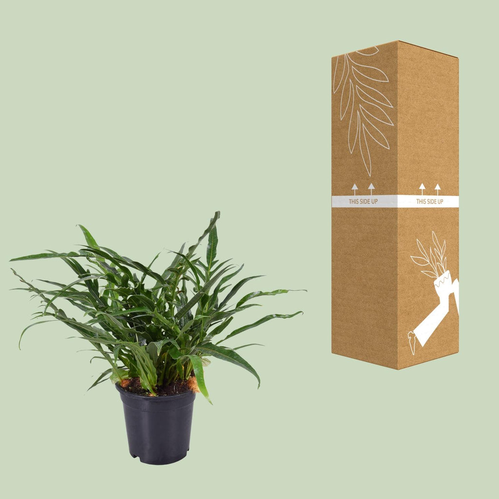 Farn – Ø 17 cm, 45 cm hoch