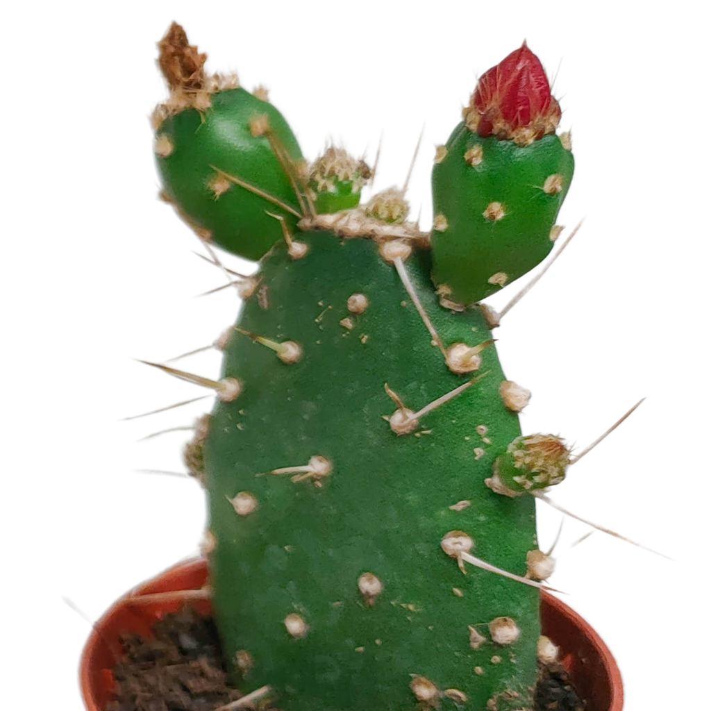 5× Cactus mix (Cactaceae) sans pot décoratif – Ø6 cm, 13 cm de haut – photo 5