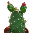 5× Cactus mix (Cactaceae) sans pot décoratif – Ø6 cm, 13 cm de haut