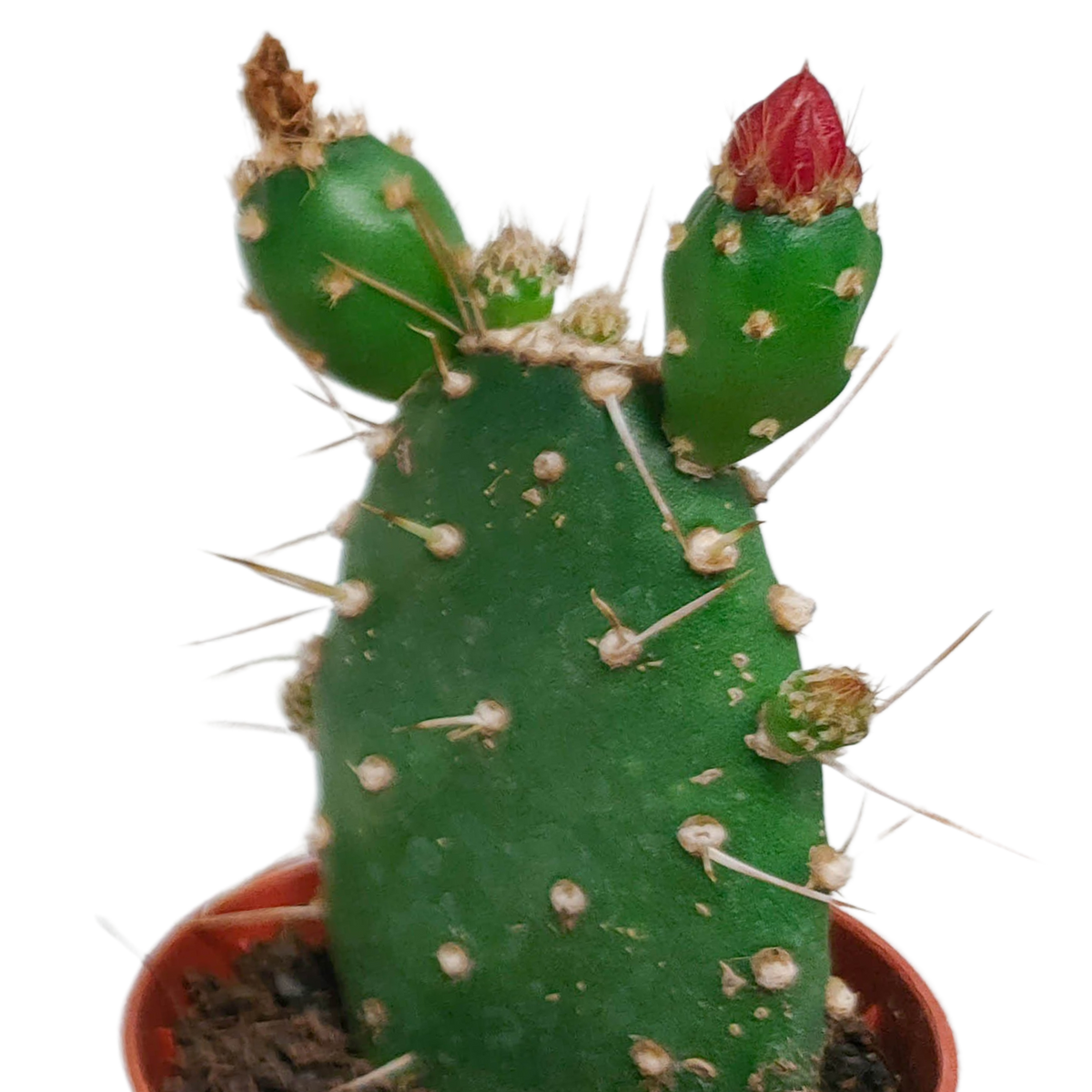 5× Cactus mix (Cactaceae) sans pot décoratif – Ø6 cm, 13 cm de haut – photo 5
