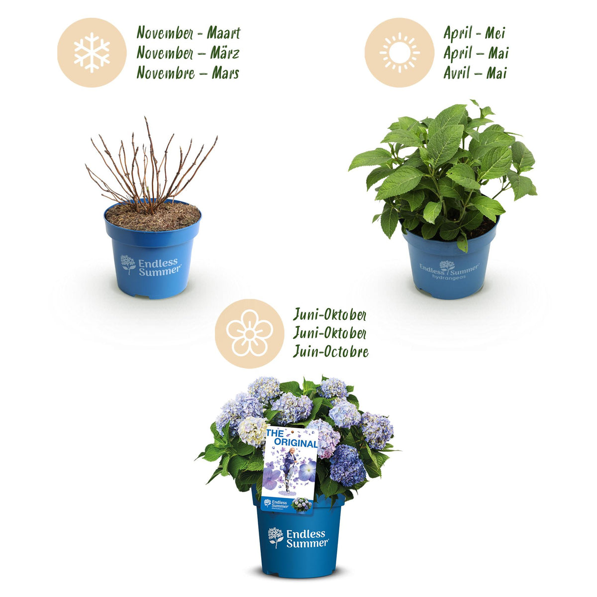 Hydrangea 'Endless Summer The Original Blue' (hortensia) – blauw – 8 planten, Ø14 cm, 20–25 cm hoog