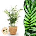 2× Goudpalm (Dypsis) met mand – Ø12 cm, 15 cm hoog