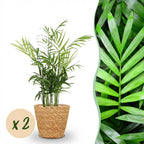 2× Goudpalm (Dypsis) met mand – Ø12 cm, 15 cm hoog