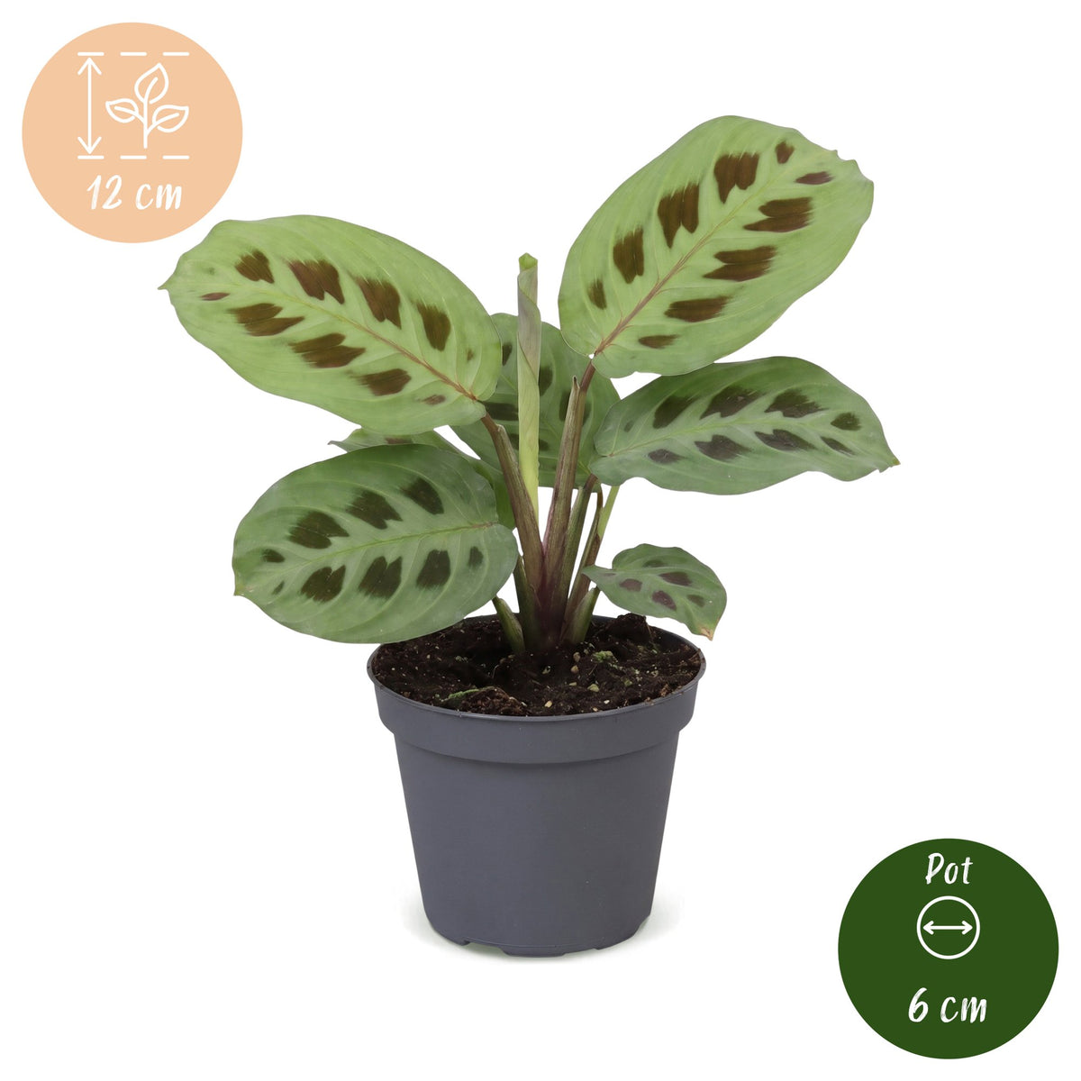 Maranta leu. 'Kerchoveana' (bedplant) – Ø6 cm, 12 cm høj