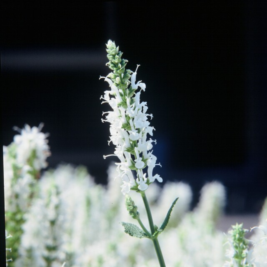 Salvia nemorosa 'Schneehugel' (sauge) – 6 plants, Ø9 cm, 10–25 cm de haut – photo 8