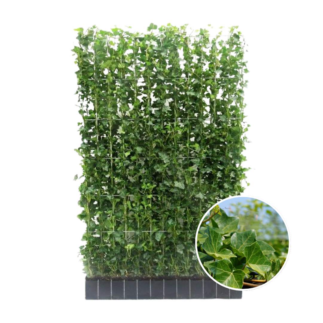 Hedera hibernica (klimop) – Ø120 cm, 120 × 150 cm