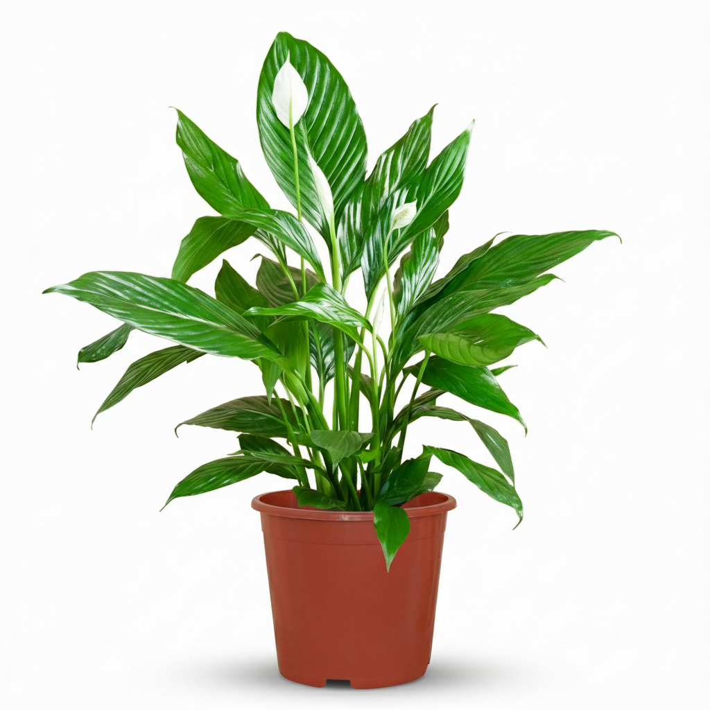 Spathiphyllum (Bogenhanf) – Ø 19 cm, 70–80 cm hoch