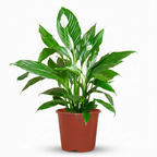 Spathiphyllum (Bogenhanf) – Ø 19 cm, 70–80 cm hoch