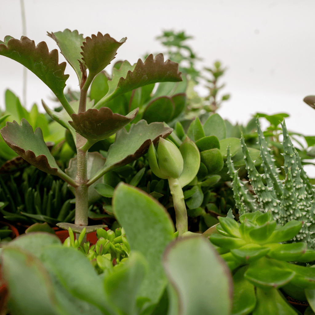 10× Vetplanten – Ø6 cm, 7 cm hoog