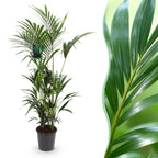 Howea forsteriana (kentiapalm) – Ø27 cm, 160–170 cm hoog