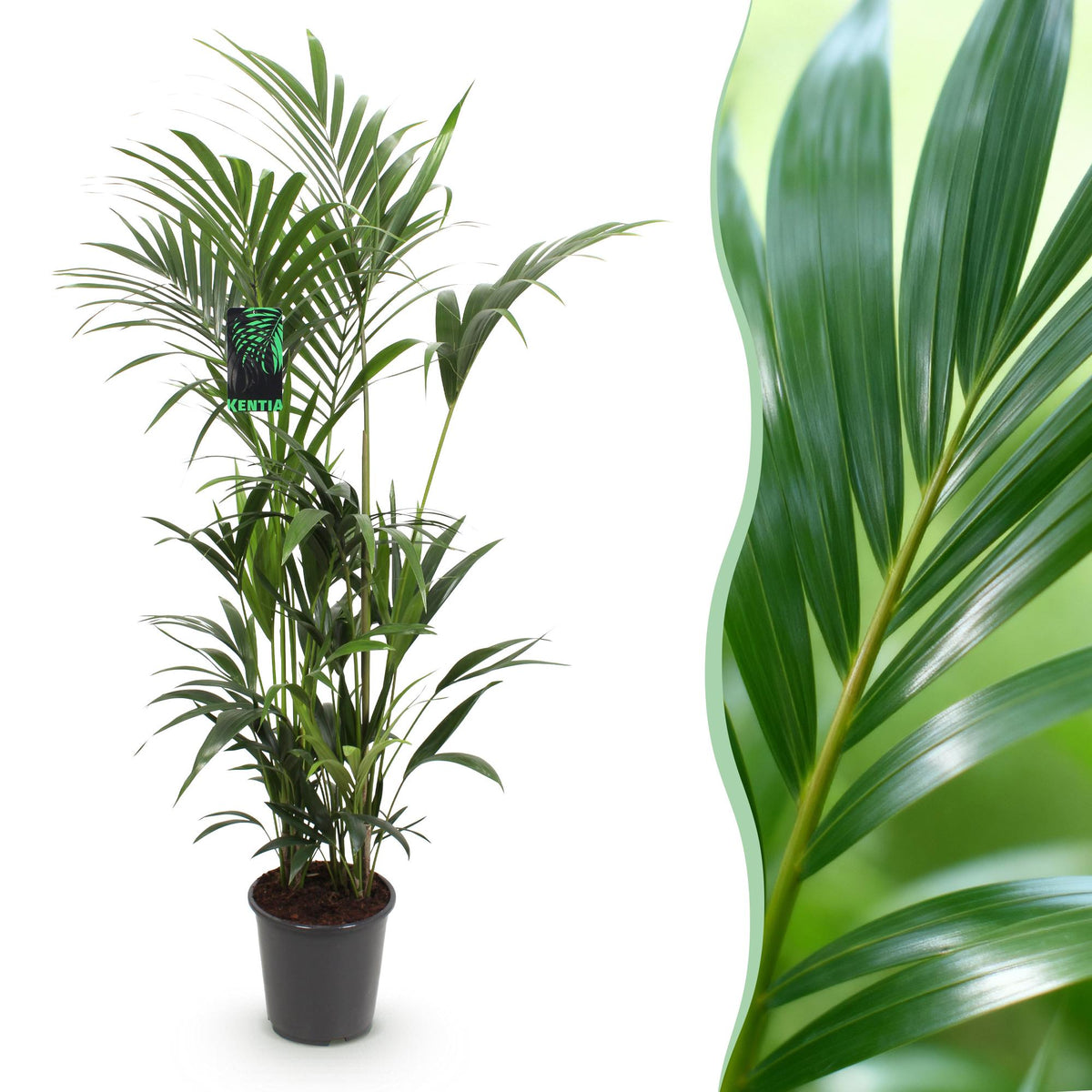 Howea forsteriana (Kentia-Palme) – Ø 27 cm, 160–170 cm hoch