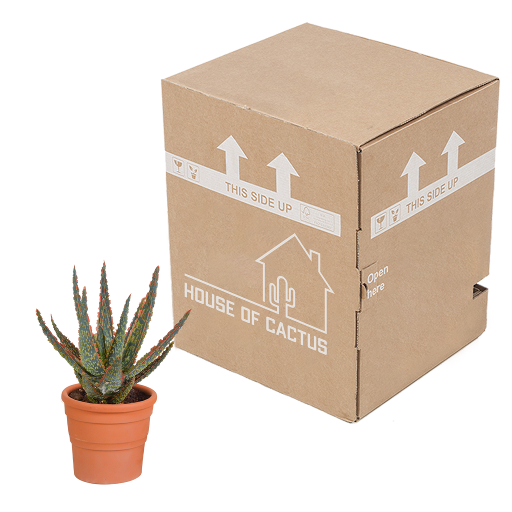 Aloë zebrina Dannyz (aloe) en pot en terre cuite – Ø11 cm, 23 cm de haut – photo 8