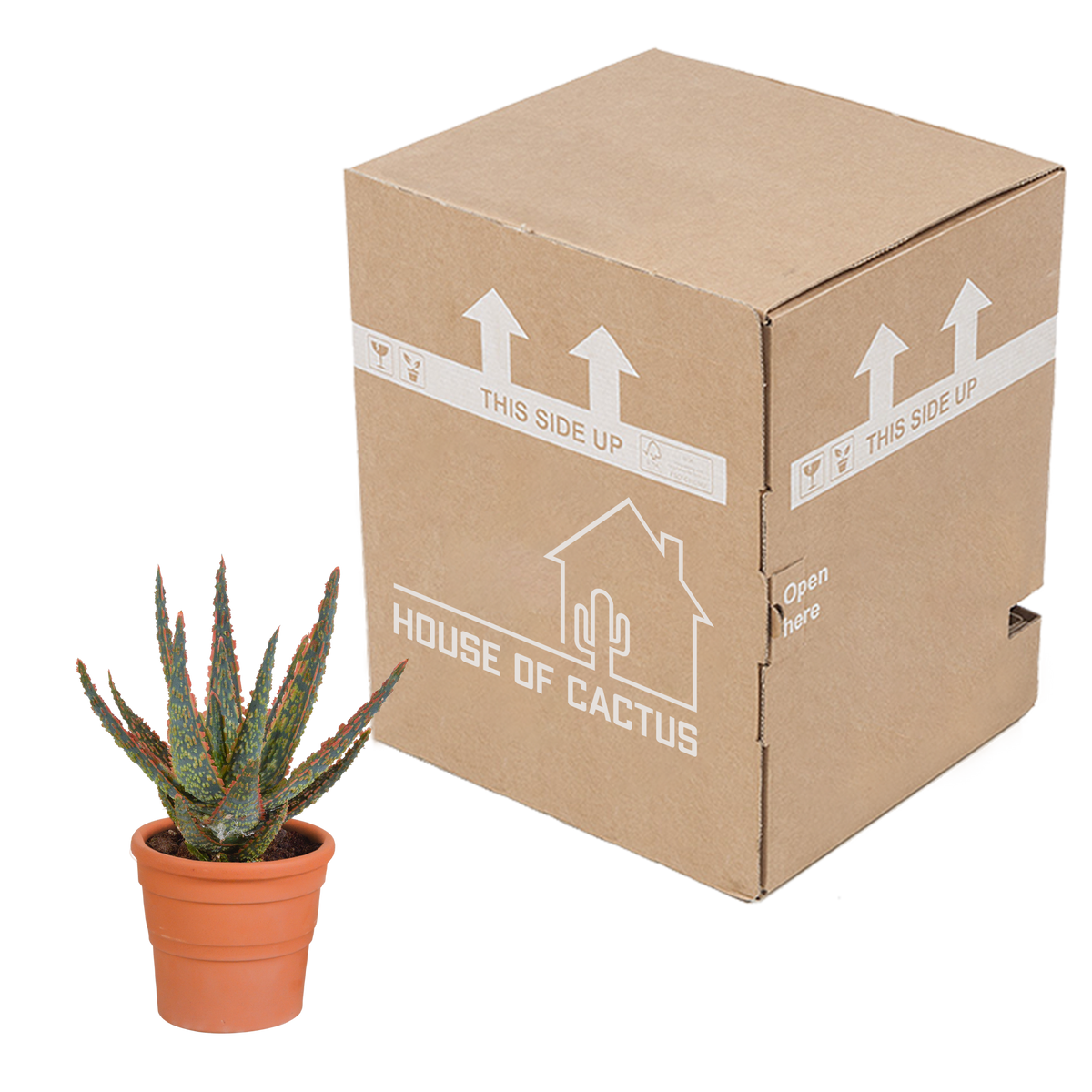 Aloë zebrina Dannyz (aloe) en pot en terre cuite – Ø11 cm, 23 cm de haut – photo 8