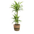 Dracaena Deremensis White Stripe (Drachenbaum) mit Korb – Ø 21 cm, 90–110 cm hoch