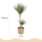 Dracaena marginata Bicolor (arbre dragonnier) avec panier – Ø21 cm, 90–100 cm de haut