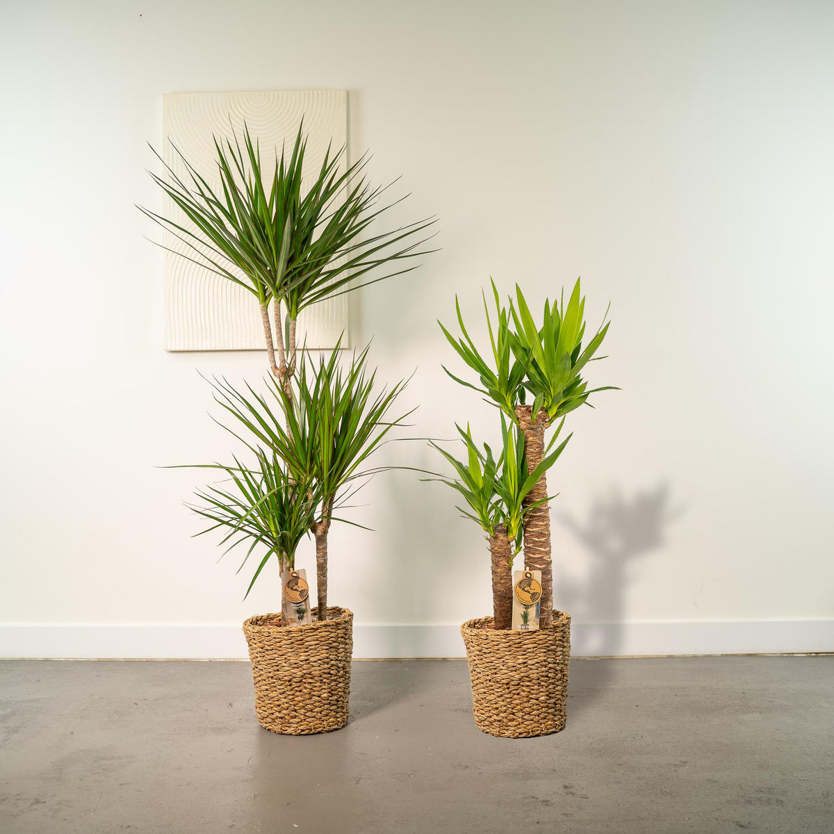 Dracaena (Drachenbaum) – Ø 21 cm – Yucca