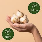 Armeense druifhyacint (Muscari armeniacum) – 100 bloembollen (bolmaat 8/9)