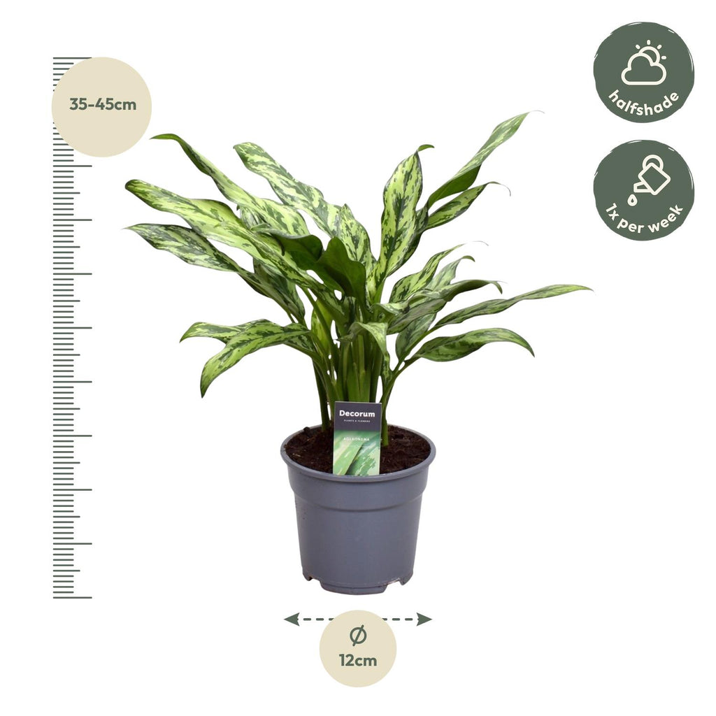 Aglaonema Juliette – Ø12 cm, 40 cm hoog
