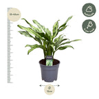 Aglaonema Juliette – Ø12 cm, 40 cm hoog