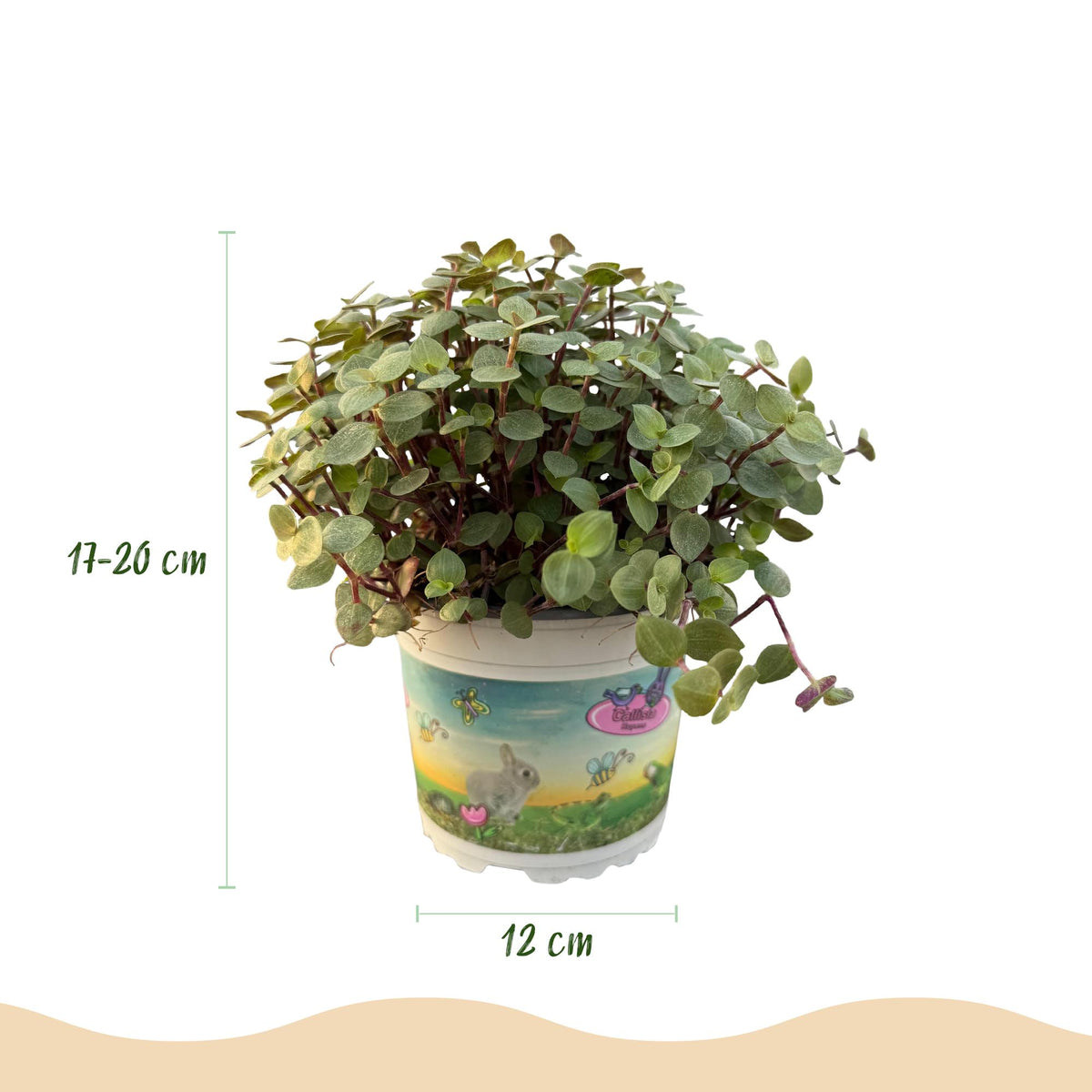 2× Callisia repens – Ø12 cm, 17–20 cm hoog