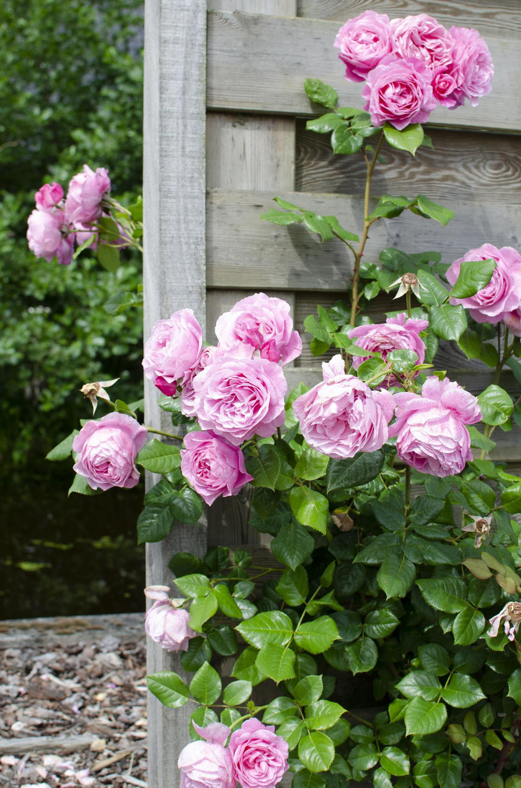 Rosa mix (rose) – 3 plants, Ø15 cm, 65 cm high – photo 2
