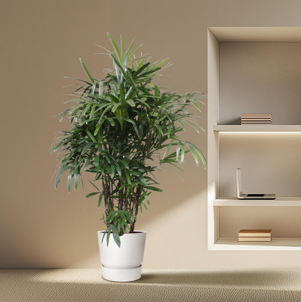 Rhapis Excelsa -200 cm (Rhapis-Palme) – Ø32 cm, 200 cm hoch