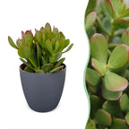 6× Crassula ovata (jade plant) in grey pot – Ø12 cm, 16 cm high